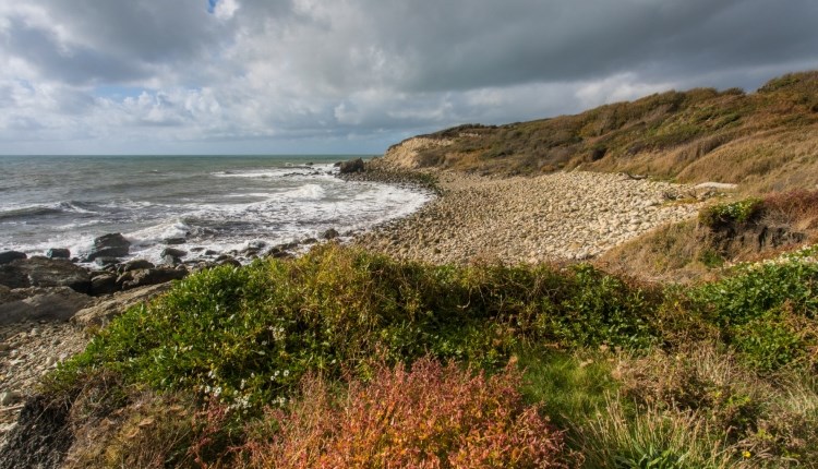 Isle of Wight, Things to do, Coastal Foraging Walk, Watershoot Bay, Niton, Isle of Wight