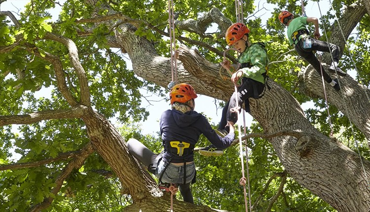 Good leaf tree climbing at Cowes Week, Isle of Wight, kids events, what's on