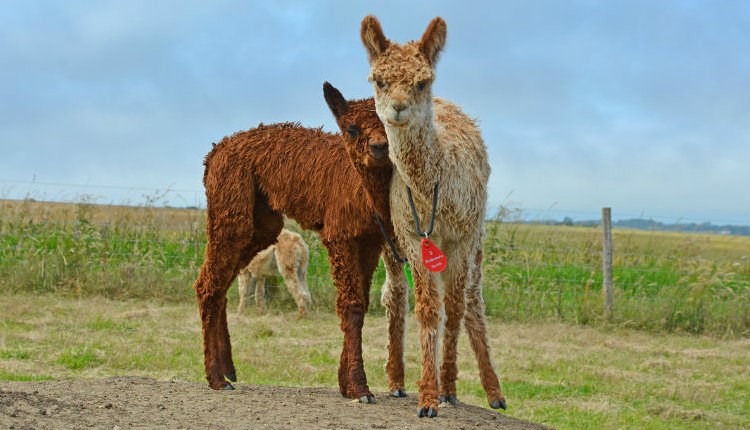 West Wight Alpacas