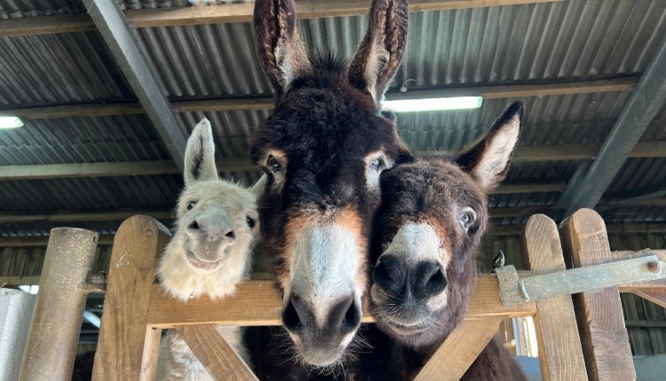 Isle of Wight, Things to do, Donkey Sanctuary Spring Fete, Three donkeys looking over gate down towards camera.