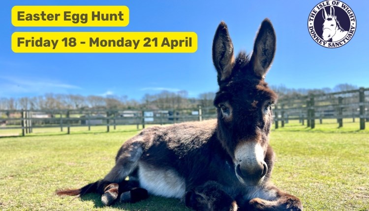 isle of Wight, Easter Weekend, IOW Donkey Sanctuary, Egg Hunt, Amber the donkey lying down