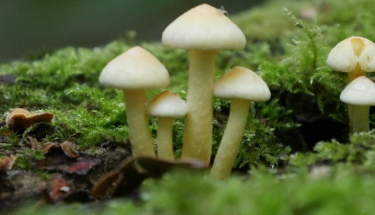Isle of Wight, Things to do, Family Fungi Walk, Mottistone, Moss and Fungi image