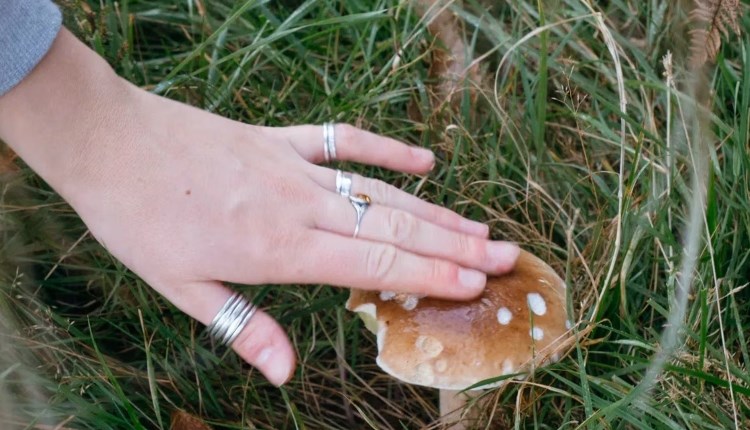 Isle of Wight, Things to do, Foraging Walks, Someone touching the top of a Mushroom