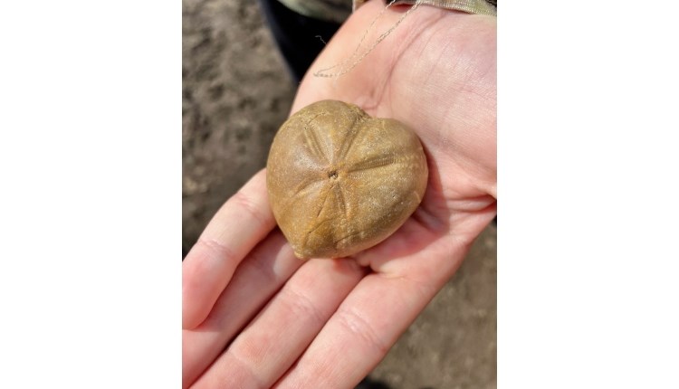 visit isle of wight, things to do, person holding heart shaped fossil