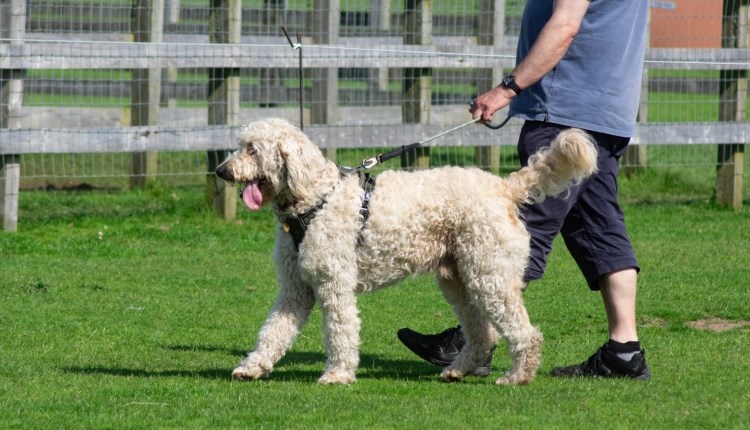 Isle of Wight, Things to do, Whats On, Dog Show, Donkey Sanctuary, Wroxall