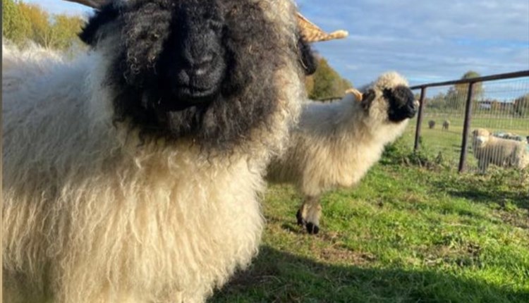 Sheep walking at IOW Rare breeds, family days out, countryside activities