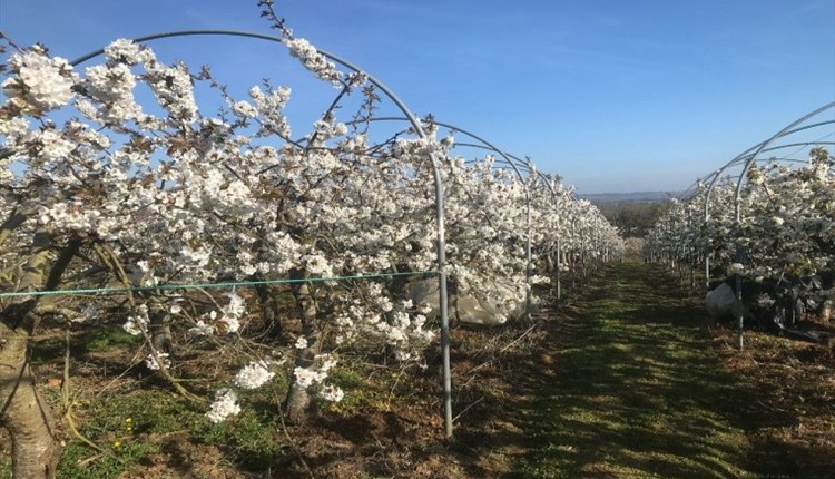 Image of fruit trees in blossom, Isle of Wight, Local Produce, Godshill Orchards, Godshill