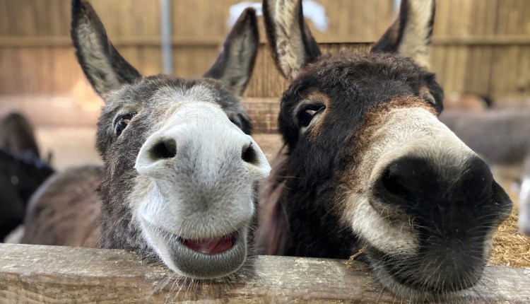 Isle of Wight, things to do, Guided Tour, Free Event, IoW Donkey Sanctuary