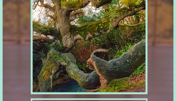 Sound bath experience, Ventnor botanic garden, Isle of Wight, wellness events
