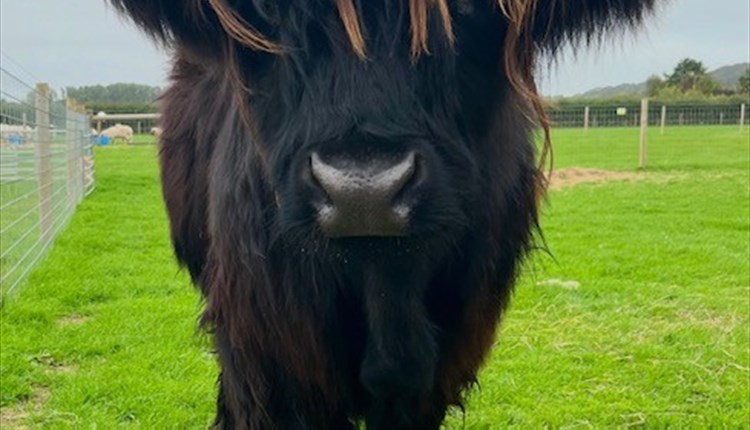 highland cow experience at Isle of Wight rare breeds, children's events, family friendly