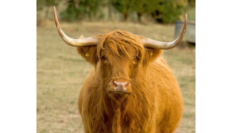 Isle of Wight, Things to do, Meet the Cows, Isle of Wight Rare Breeds CIC, Highland Cow
