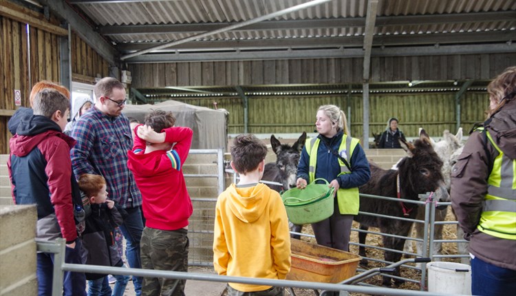 Free guided tour at the Isle of Wight Donkey Sanctuary