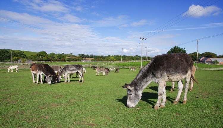 hahahahahaha - Picture of The Isle of Wight Donkey Sanctuary - Tripadvisor