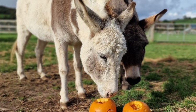Halloween events at Isle of Wight donkey sanctuary, family friendly events, October half term