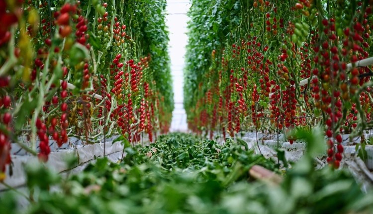 Isle of Wight, Local Produce, Growing tomatoes, Isle of Wight Tomatoes
