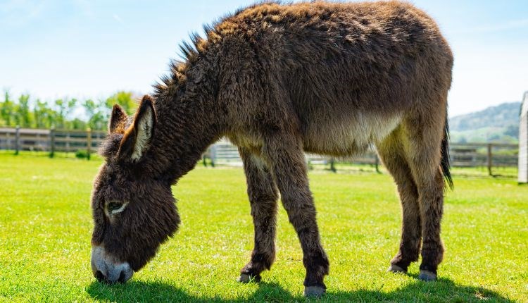 Donkey eating grass in a field at the Isle of Wight Donkey Sanctuary, October half term event, what's on, family fun, children's event, Isle of Wight