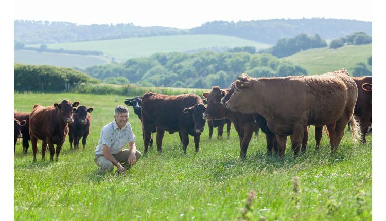 Man standing around cows in a field at Cheverton Farm, Isle of Wight Meat Co, local producers, local produce, let's buy local