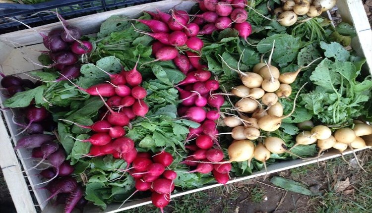 Image of freshly pulled radish of different colours, Living Larder, Local Produce, Ventnor, Isle of Wight