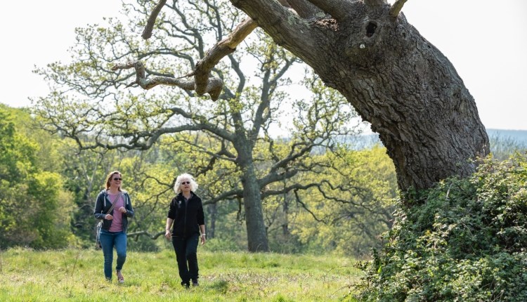 Isle of Wight, Things to do, Guided Walk, National Trust, Newtown Nature Reserve.