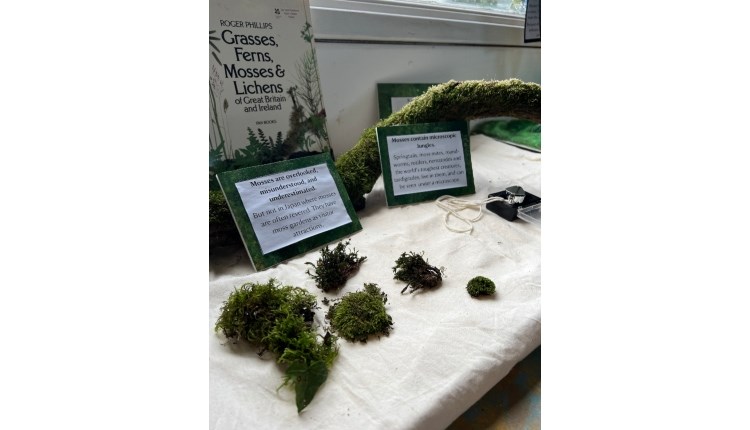Isle of Wight, Things to do, Bryology at Newtown National Trust Visitor Centre, Pieces of Moss on display