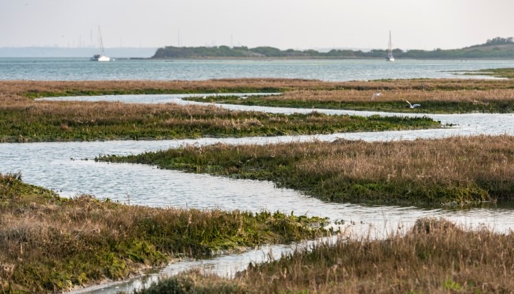 Isle of Wight, Things to do, Newtown Nature Reserve, Guided Walk,
