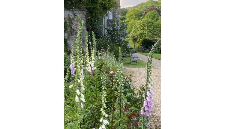 Isle of Wight, things to do, Open Garden, Northcourt, Shorwell