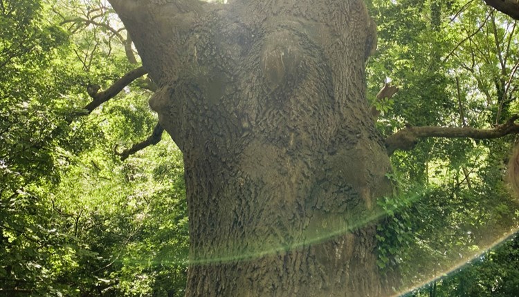 Oak tree, trees of life series gong and sound baths, health & wellbeing, Isle of Wight, wellness event, what's on, Echo Me Sound Therapy