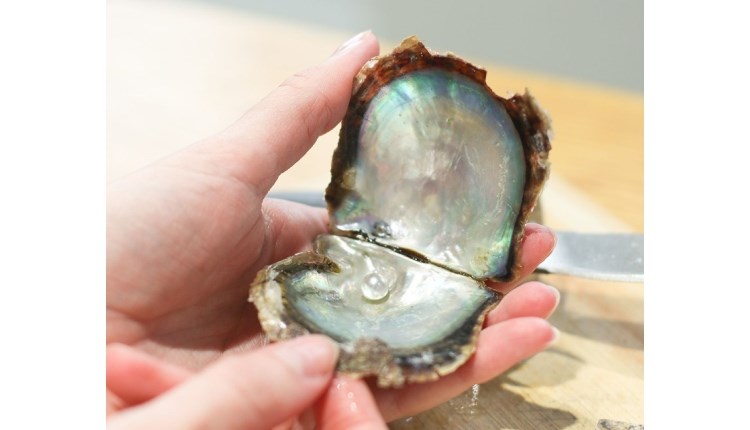 Isle of Wight, February Half Term, Pick a Pearl, Oyster with pearl inside