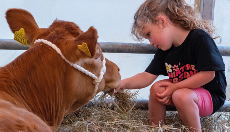 Cow and girl at the Royal Isle of Wight County Show  2023 - What's On, events