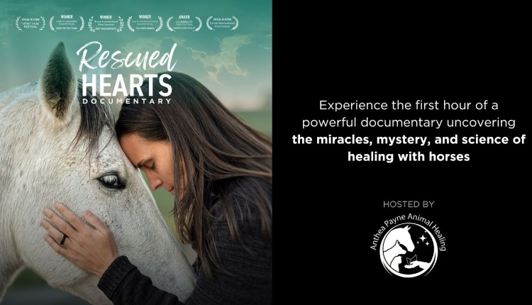 Isle of Wight, Things to do, Quay Arts, Rescued Hearts, Poster for film event showing Girl with Grey Horse.