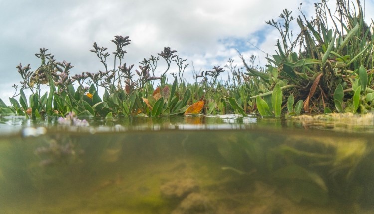 visit isle of wight, things to do, submerged image of a salt marsh