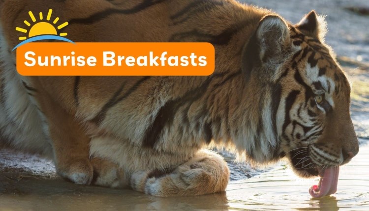 Isle of Wight, Things do to, Sunrise Breakfasts at Wildheart Animal Sanctuary, Sandown, Tiger Drinking