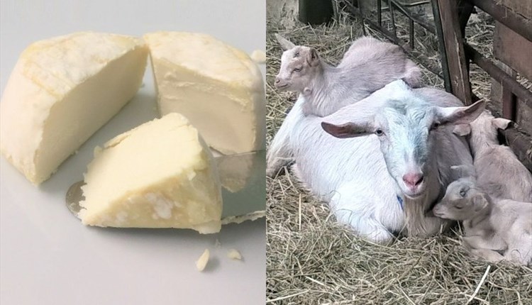 Image showing pieces of goats cheese and a mum goat with three kids, The Green Barn, Bouldnor, West Wight
