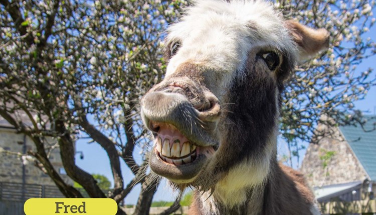 The Isle of Wight Donkey Sanctuary celebrates Easter