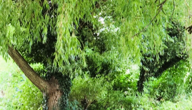 Willow tree, trees of life series gong and sound baths, health and wellbeing, Isle of Wight, wellness event, what's on, Echo Me Sound Therapy
