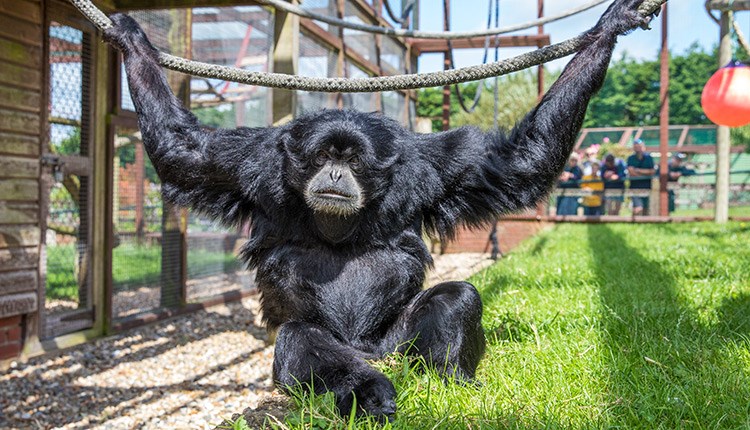 Xhabu the Siamang at Monkey Haven, sanctuary, Isle of Wight, Things to Do - copyright: Jason Swain