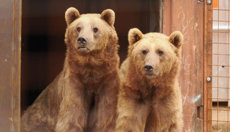Two bears at Wildheart Animal Sanctuary, Sandown, Things to Do