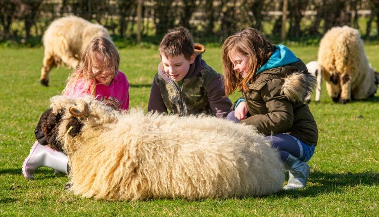 Children sitting with a sheep at Isle of Wight Rare Breeds CIC, animals, children activities, attraction, family, nature