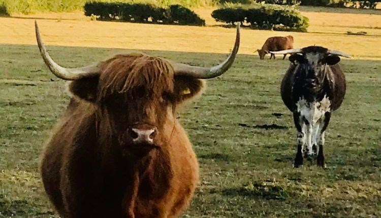 Highland cows in a field at Isle of Wight Rare Breeds CIC, farm evening event, what's on