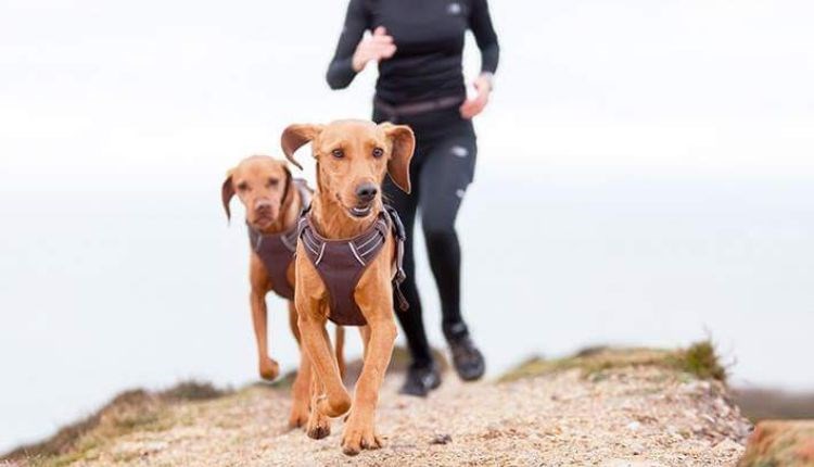 Two dogs running with their owner, Trotting Dog, Isle of Wight, activities, walking, running, dog-friendly trails