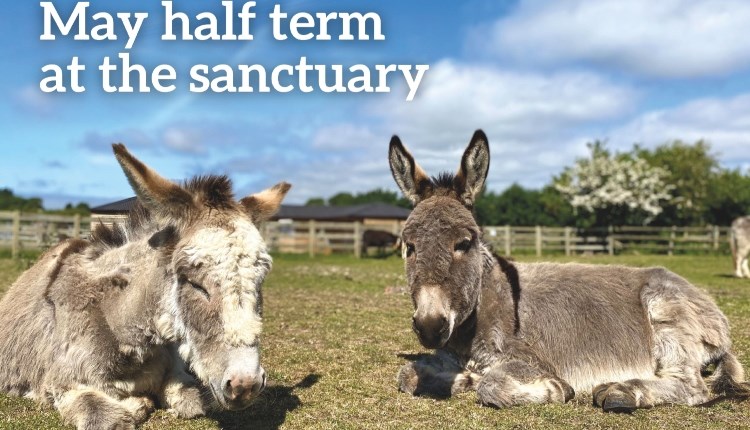 Isle of Wight, Things to do, 2 donkeys sat in a sunny field