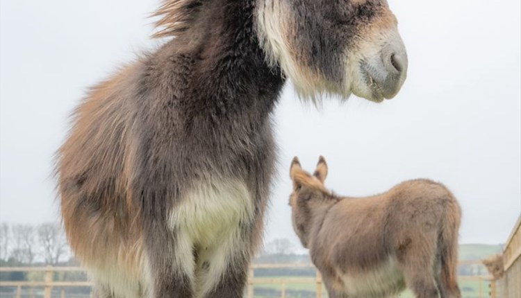 miniature donkey experience at isle of wight rare breeds, children's events, family friendly