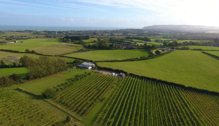 Isle of Wight, Attraction, Adgestone Vineyard, Ariel View of Vineyard