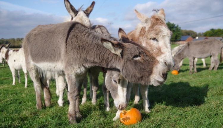 Donkies eating pumpkins at Isle of Wight Donkey Sanctuary, Halloween event, children's activities, free tours, October half term, what's on, event