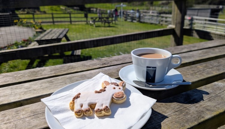 Donkey shaped biscuit and coffee on a bench at the Isle of Wight Donkey Sanctuary, World Donkey Day, food and drink, things to do, family friendly, an