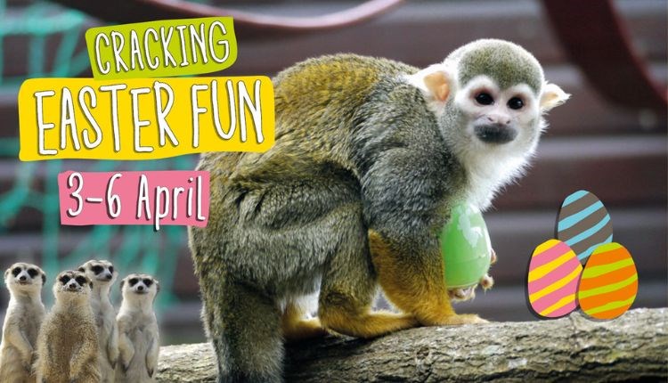 Monkey Haven Easter poster, What's On, Events, Isle of Wight, Easter trail, Easter crafts, animal keeper talks, family fun, children's activities