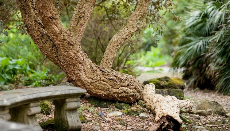 Cork Tree at Ventnor Botanic Garden, Isle of Wight, attraction
