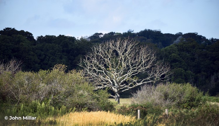 Newtown National Nature Reserve, wellbeing walk with National Trust, Isle of Wight, what's on, walking event - image credit: John Millar