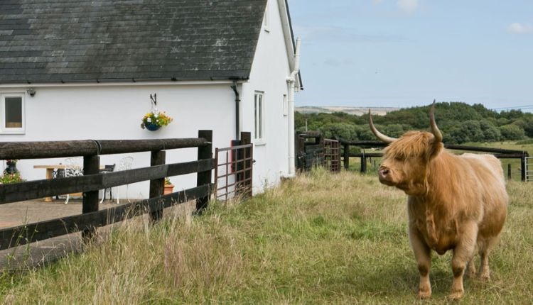 Cow in a field next to Rose Cottage at Borthwood Cottages, self catering, accessible accommodation, country cottages, Isle of Wight