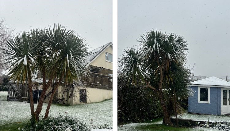 Snow falling in the grounds at Three Gables, self-catering, Isle of Wight